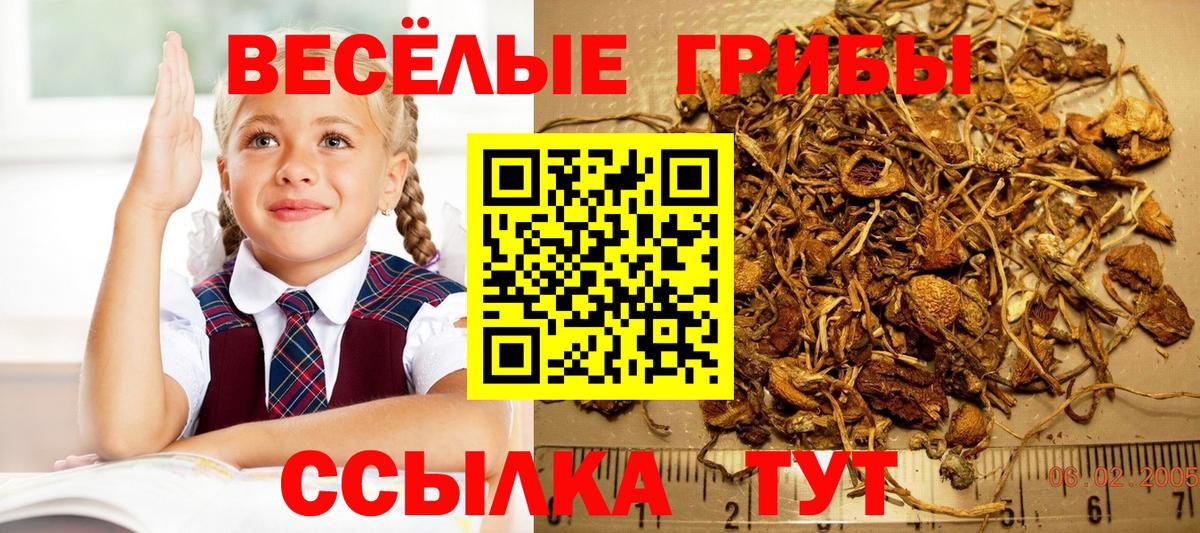 Псилоцибиновые грибы Psilocybine cubensis  Вход с VPN  Алейск 